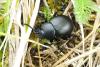 Timarcha tenebricosa